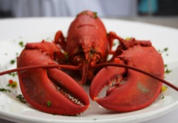 化妝品原料小百科：蝦青素的來源你知道嗎？