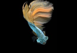 科普：魚膠原蛋白肽有哪些功能和作用？